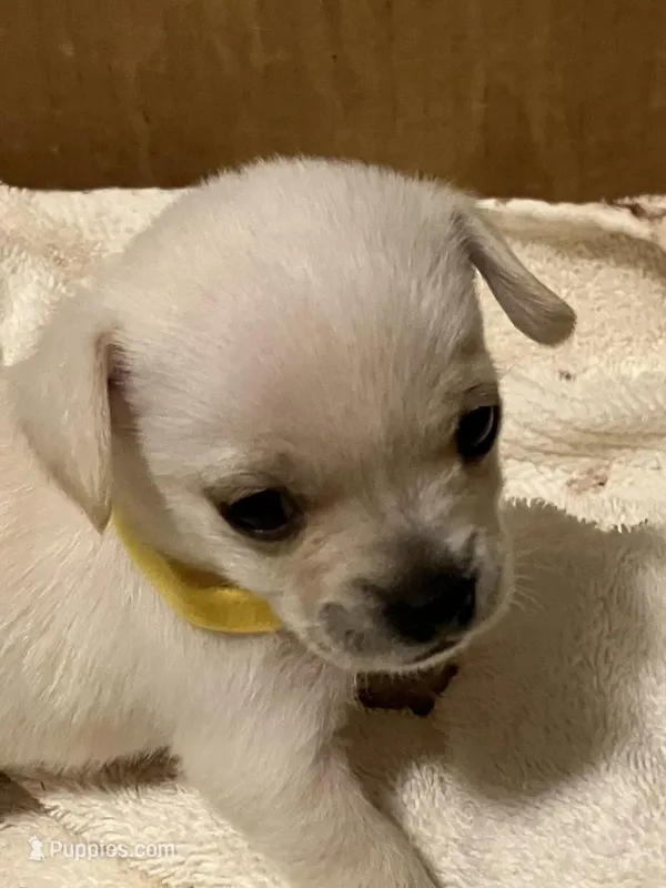 Holly – Yorkshire Terrier, Chorkie puppy for sale in Madison, AL