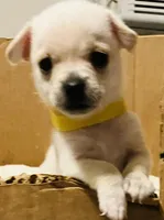 Holly, a female Chorkie for sale in Madison, AL – 3 of 4