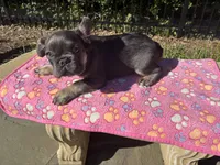 Bluie, a female French Bulldog for sale in Houston, TX – 2 of 2