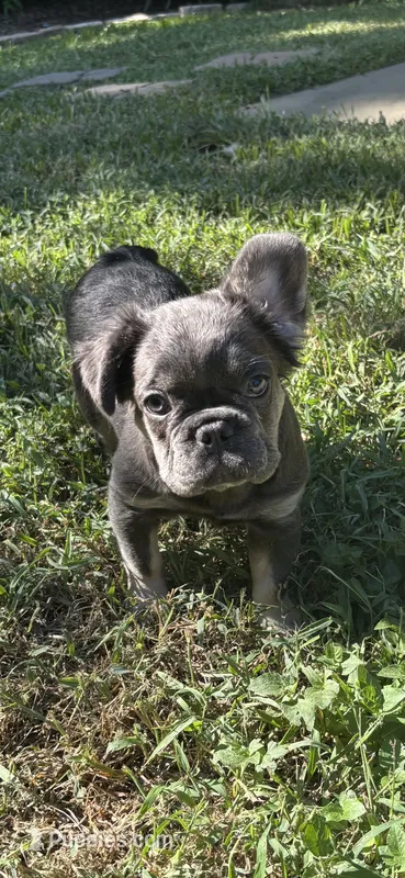 Bluie – French Bulldog puppy for sale in Houston, TX