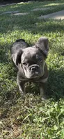 Bluie, a female French Bulldog for sale in Houston, TX – 1 of 2