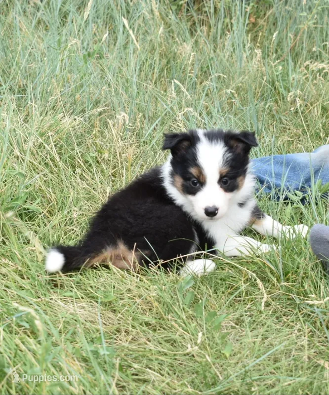 AZ-Queen (black tri) – Border Collie puppy for sale in Show Low, AZ