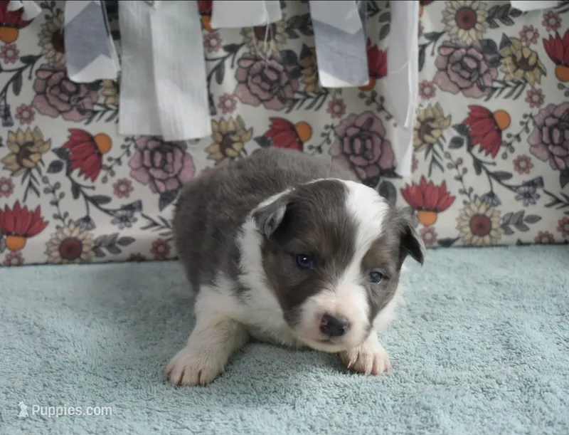 AZ-Rivers – Border Collie puppy for sale in Show Low, AZ