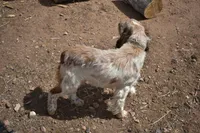 Mango-FULL AKC, a female English Springer Spaniel for sale in Show Low, AZ – 2 of 5