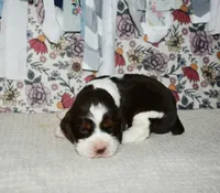 AZ Abigail (olive green), a female English Springer Spaniel for sale in Show Low, AZ – 4 of 9