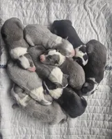 AZ-MALES, a male Border Collie for sale in Show Low, AZ – 2 of 6