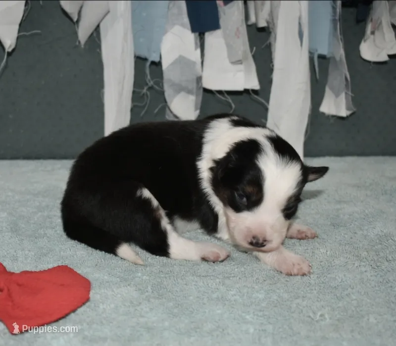 AZ-Queen (black tri) – Border Collie puppy for sale in Show Low, AZ
