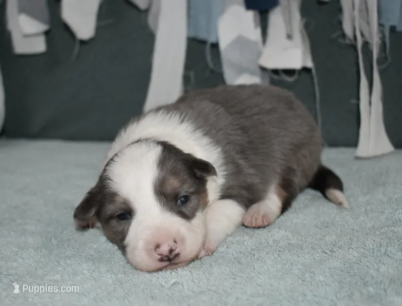 AZ-Jett (blue merle) – Border Collie puppy for sale in Show Low, AZ