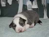 AZ-Jett (blue merle), a male Border Collie for sale in Show Low, AZ – 1 of 10