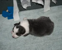 AZ-Jules (blue/white), a female Border Collie for sale in Show Low, AZ – 5 of 10