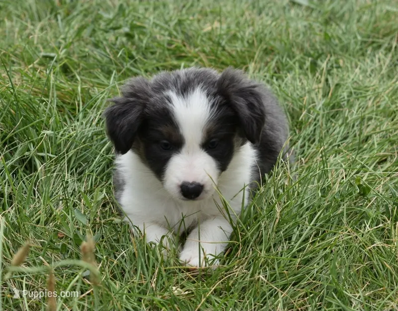 AZ-Jules (blue/white tri) – Border Collie puppy for sale in Show Low, AZ