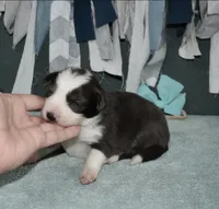 AZ-Zena (tweed/slate merle), a female Border Collie for sale in Show Low, AZ – 4 of 10