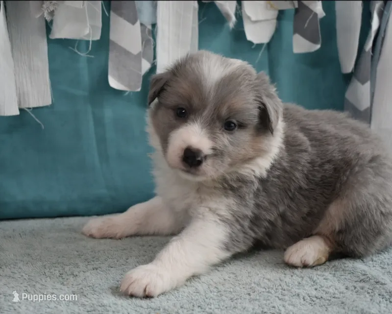 AZ-Dusty (LILAC Merle) – Border Collie puppy for sale in Show Low, AZ