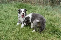 AZ-Zena (tweed/slate merle), a female Border Collie for sale in Show Low, AZ – 3 of 9