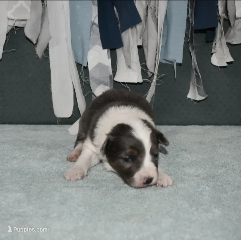 AZ-Rivers – Border Collie puppy for sale in Show Low, AZ