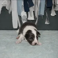 AZ-Rivers, a male Border Collie for sale in Show Low, AZ – 1 of 10