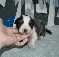 AZ-Jules (blue/white), a female Border Collie for sale in Show Low, AZ – 3 of 10