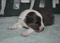 AZ-Rivers, a male Border Collie for sale in Show Low, AZ – 5 of 10