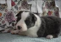 AZ-Jules (blue/white tri), a female Border Collie for sale in Show Low, AZ – 2 of 10