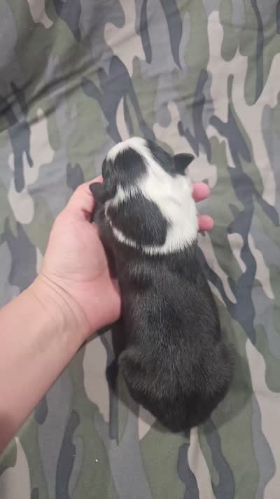 AZ-Queen (black tri), a female Border Collie for sale in Show Low, AZ – 7 of 7