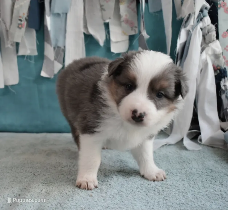 AZ-Jett (blue merle) – Border Collie puppy for sale in Show Low, AZ