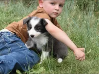 AZ-Zena (tweed/slate merle), a female Border Collie for sale in Show Low, AZ – 4 of 9