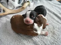Gage-red tipped sable, a male English Springer Spaniel for sale in Show Low, AZ – 4 of 10