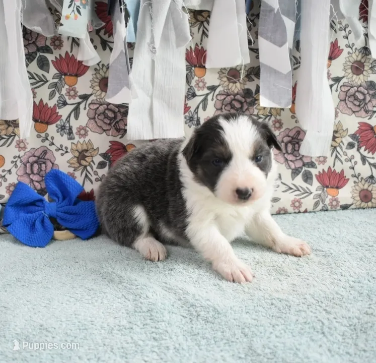 AZ-Jules (blue/white tri) – Border Collie puppy for sale in Show Low, AZ