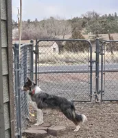AZ-Hank (LILAC), a male Border Collie for sale in Show Low, AZ – 5 of 6