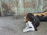 Gunner-Blk Tri, a male English Springer Spaniel for sale in Show Low, AZ – 5 of 9