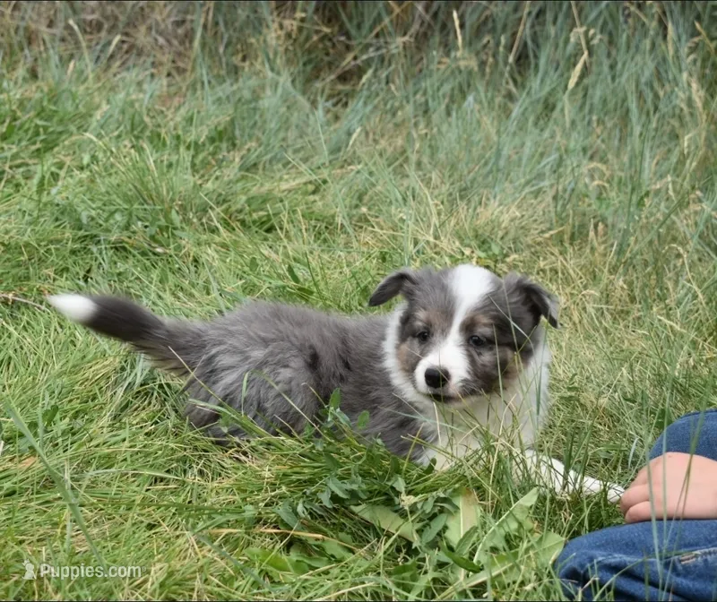 AZ-Rivers – Border Collie puppy for sale in Show Low, AZ