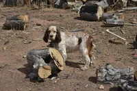 Gunner-Blk Tri, a male English Springer Spaniel for sale in Show Low, AZ – 8 of 9