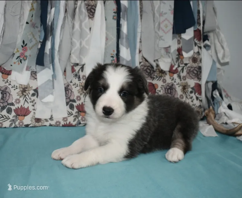 AZ-Jules (blue/white tri) – Border Collie puppy for sale in Show Low, AZ