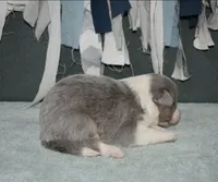 AZ-Dusty (LILAC Merle), a male Border Collie for sale in Show Low, AZ – 5 of 10