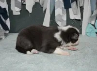 AZ-Zena (tweed/slate merle), a female Border Collie for sale in Show Low, AZ – 2 of 10