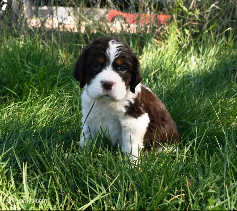 AZ Abigail (olive green) – English Springer Spaniel puppy for sale in Show Low, AZ