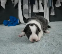 AZ-Jules (blue/white), a female Border Collie for sale in Show Low, AZ – 2 of 10