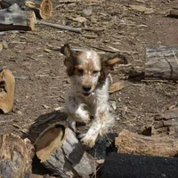 Gage-red tipped sable, a male English Springer Spaniel for sale in Show Low, AZ – 10 of 10