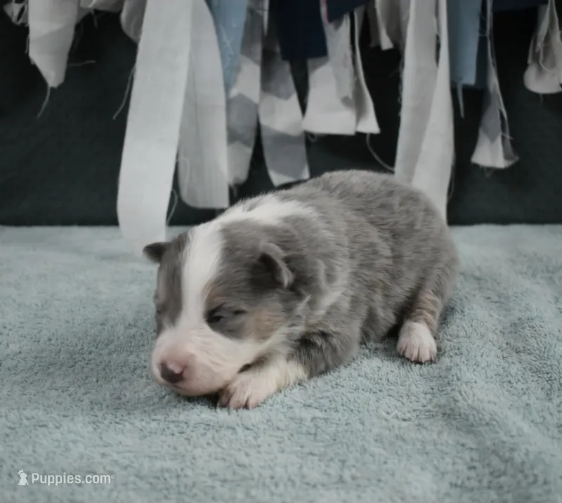 AZ-Doc (LILAC TRI) – Border Collie puppy for sale in Show Low, AZ