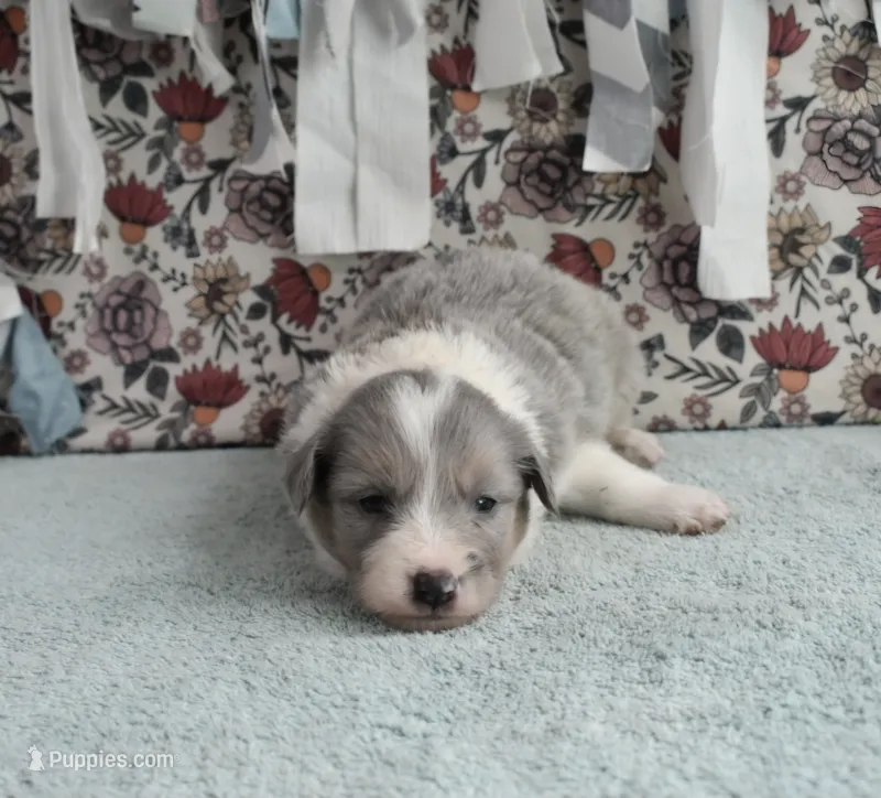 AZ-Dusty (LILAC Merle) – Border Collie puppy for sale in Show Low, AZ
