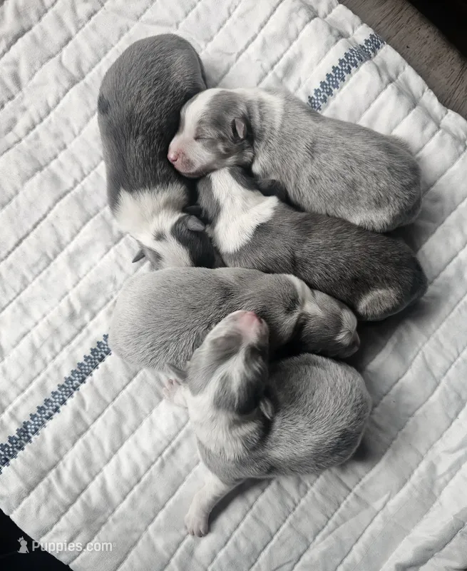 AZ-Hank (LILAC) – Border Collie puppy for sale in Show Low, AZ