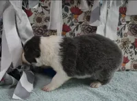 AZ-Jules (blue/white tri), a female Border Collie for sale in Show Low, AZ – 3 of 10