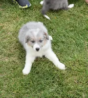 AZ-Dusty (LILAC Merle), a male Border Collie for sale in Show Low, AZ – 4 of 7