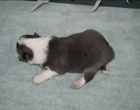 AZ-Rivers, a male Border Collie for sale in Show Low, AZ – 6 of 10