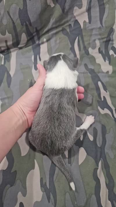 AZ-Jules (blue/white), a female Border Collie for sale in Show Low, AZ – 8 of 10