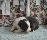 AZ-Jules (blue/white tri), a female Border Collie for sale in Show Low, AZ – 5 of 10
