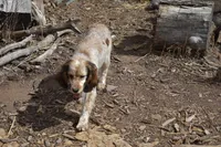 Mango-FULL AKC, a female English Springer Spaniel for sale in Show Low, AZ – 4 of 5