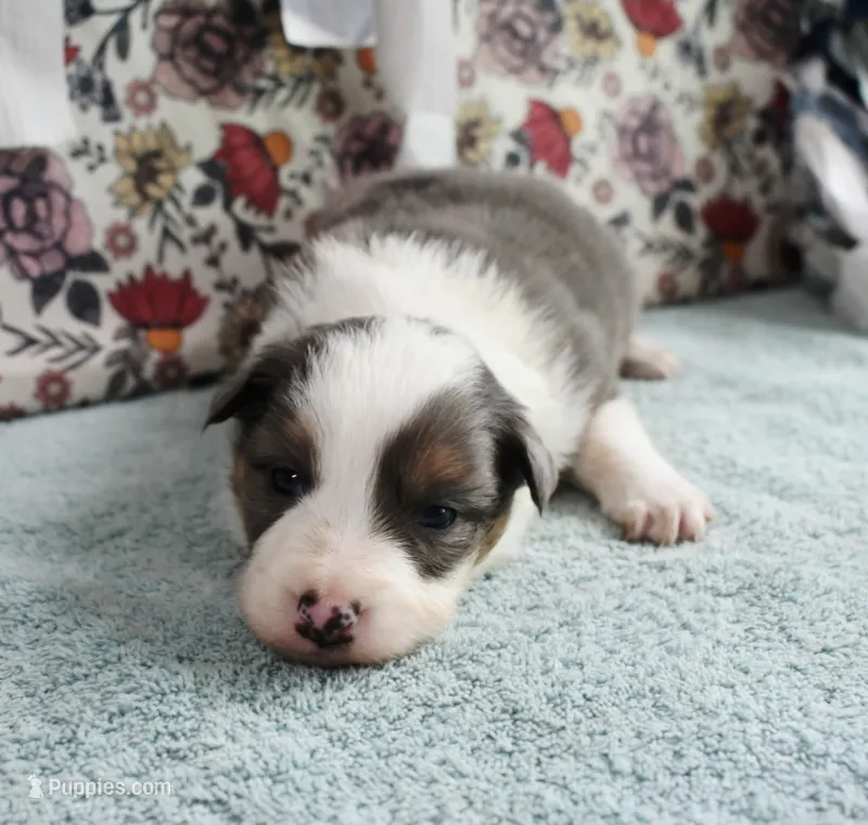 AZ-Jett (blue merle) – Border Collie puppy for sale in Show Low, AZ