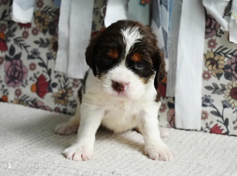 AZ Abigail (olive green) – English Springer Spaniel puppy for sale in Show Low, AZ
