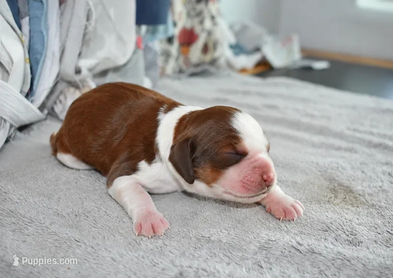 Gage-red tipped sable – English Springer Spaniel puppy for sale in Show Low, AZ